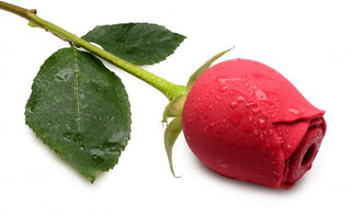 ag776-flower-wet-004_1000x610